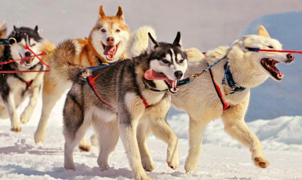 每日一读狗狗品种罗威纳犬,每日一读狗狗品种