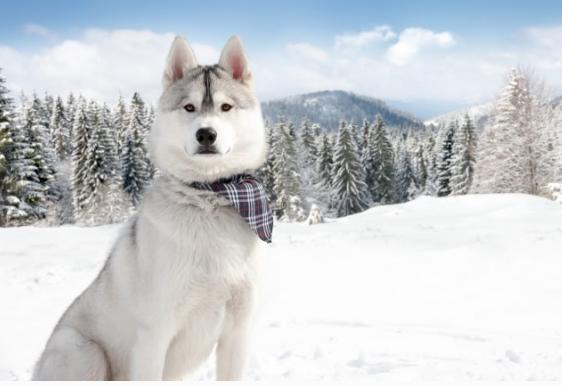 每日一读狗狗品种罗威纳犬,每日一读狗狗品种