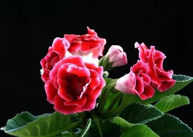 大岩桐花的养护方法图片及价格,大岩桐哪个颜色花最好看