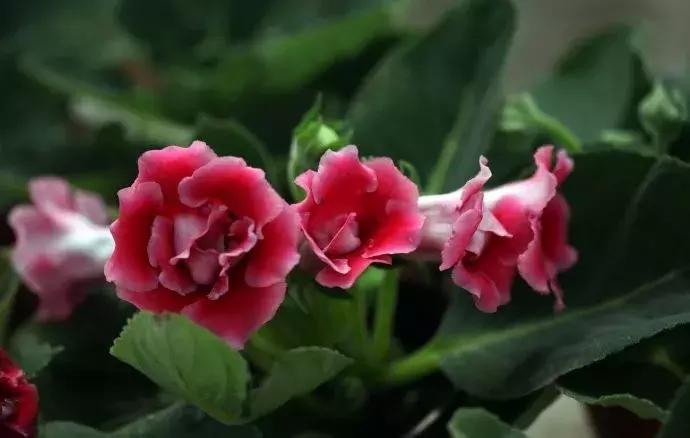 大岩桐花的养护方法图片及价格,大岩桐哪个颜色花最好看