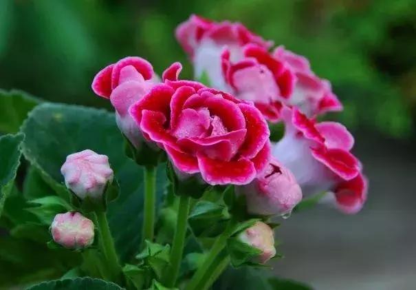 大岩桐花的养护方法图片及价格,大岩桐哪个颜色花最好看