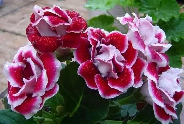 大岩桐花的养护方法图片及价格,大岩桐哪个颜色花最好看