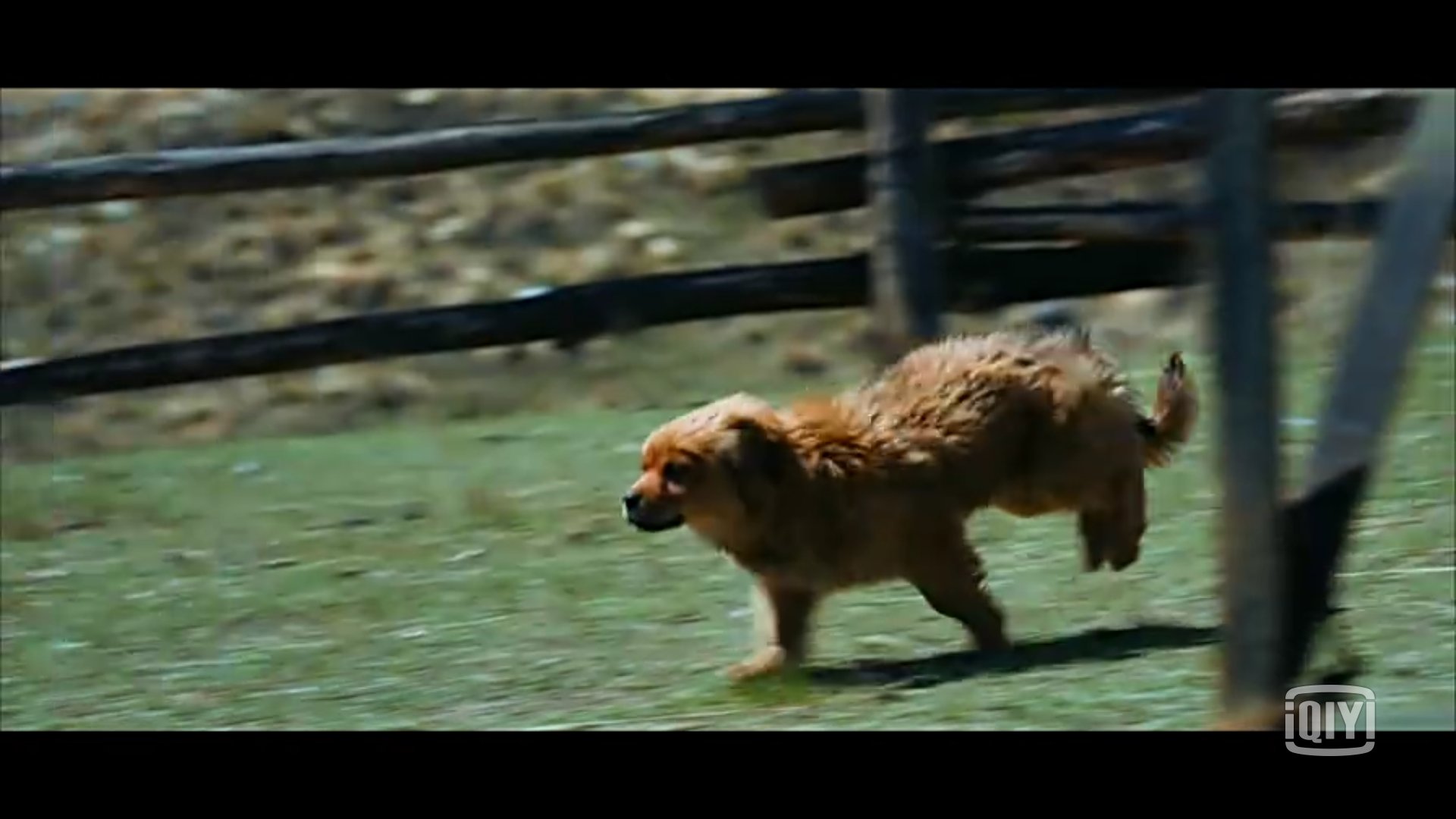 血狼犬黄宏完整版,血狼犬黄宏回忆往事泪流满面