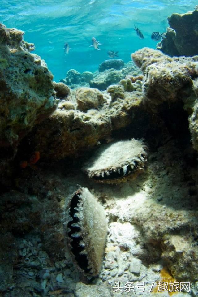 高更最后的大溪地,高更经历