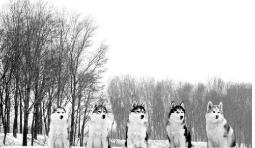 每日一读狗狗品种罗威纳犬,每日一读狗狗品种