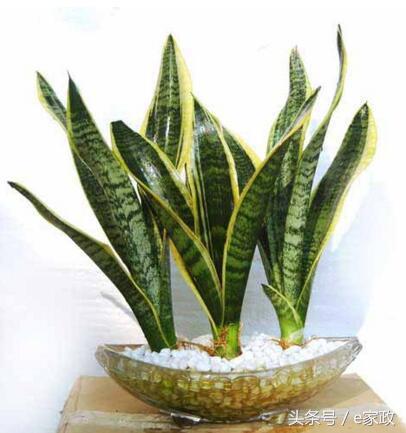 室内甲醛超标植物会枯萎发黄吗,真正有效地去除甲醛的植物有哪些