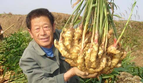大姜种植高产方法,大姜种植技术与管理