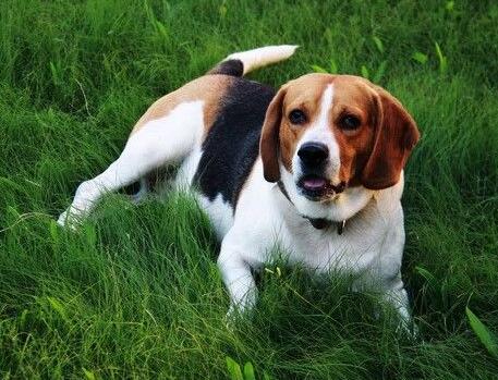 怎样挑选一条好比格犬,如何选好比格犬