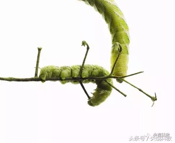 中国青少年科学总动员认识地球,中国青少年科学总动员综艺