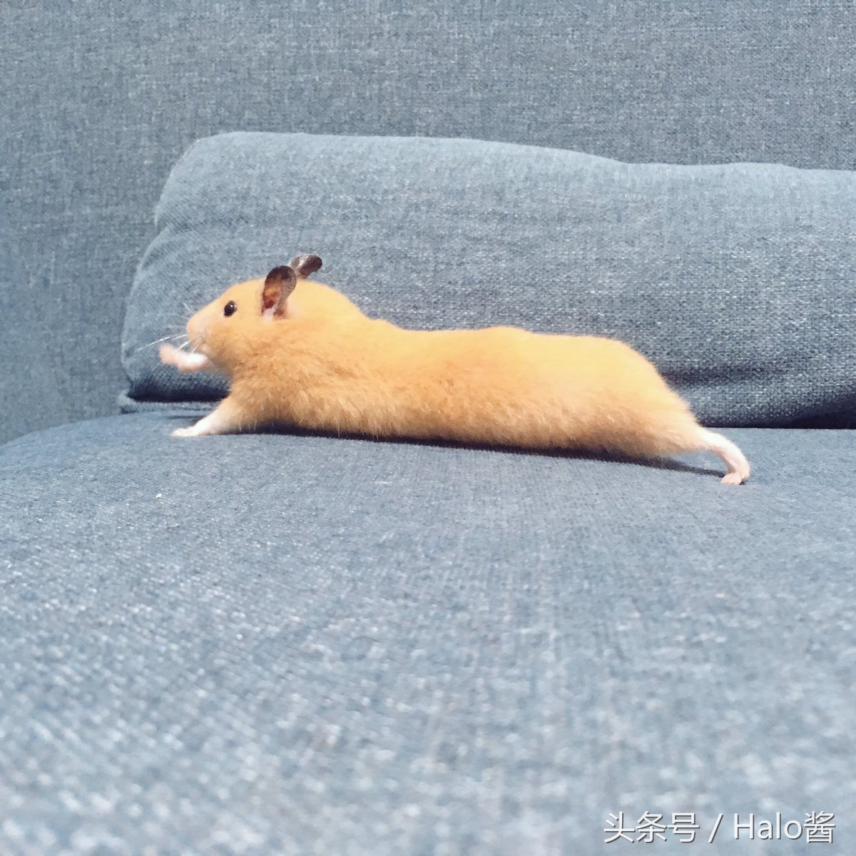 长大的金丝熊有多可爱都萌化了,金丝熊超可爱