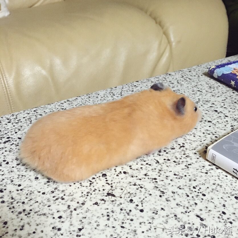 长大的金丝熊有多可爱都萌化了,金丝熊超可爱