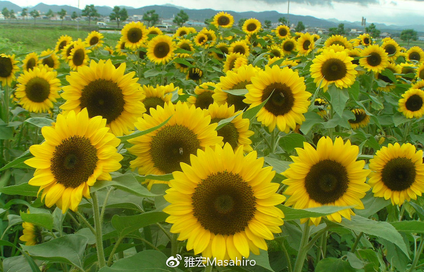 光看队名,我们就差了日本足球很多年