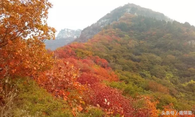 博山红叶柿岩景区免费规定,博山红叶免费地点