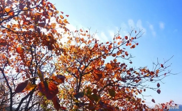 博山红叶柿岩景区免费规定,博山红叶免费地点