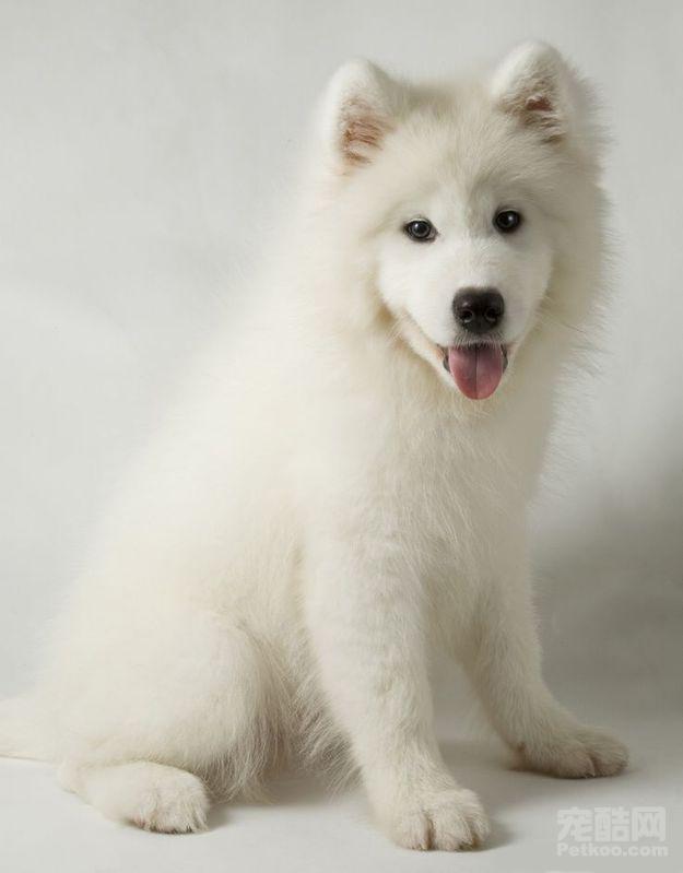 家有乖乖狗14,家有萌宠自觉训练