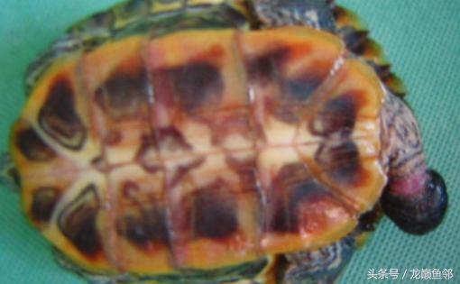 常见的龟病防治最终篇,预防龟病的方法