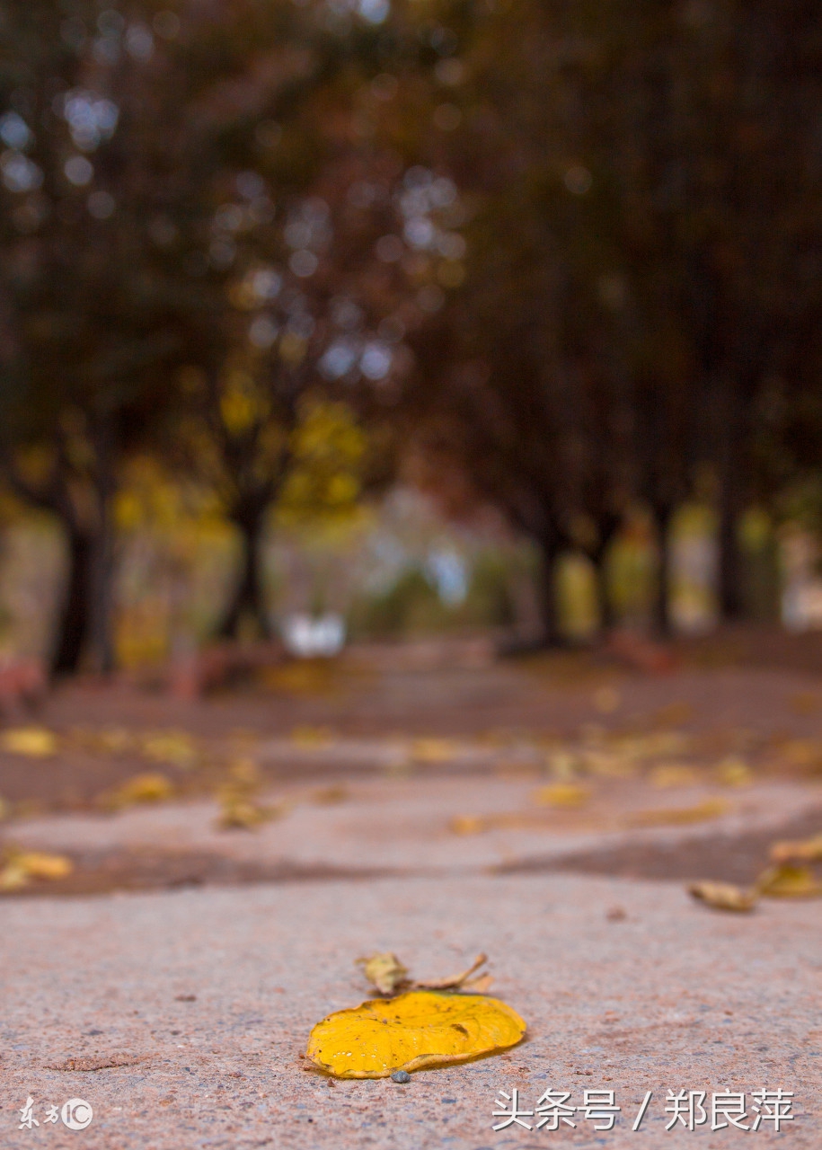 一花一世界一叶一菩提下半句,一花一世界一叶一菩提完整诗句
