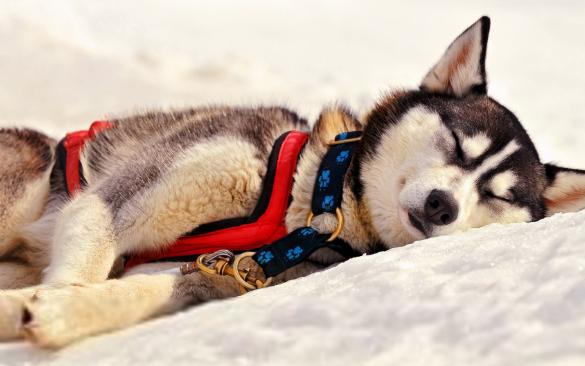 每日一读狗狗品种罗威纳犬,每日一读狗狗品种