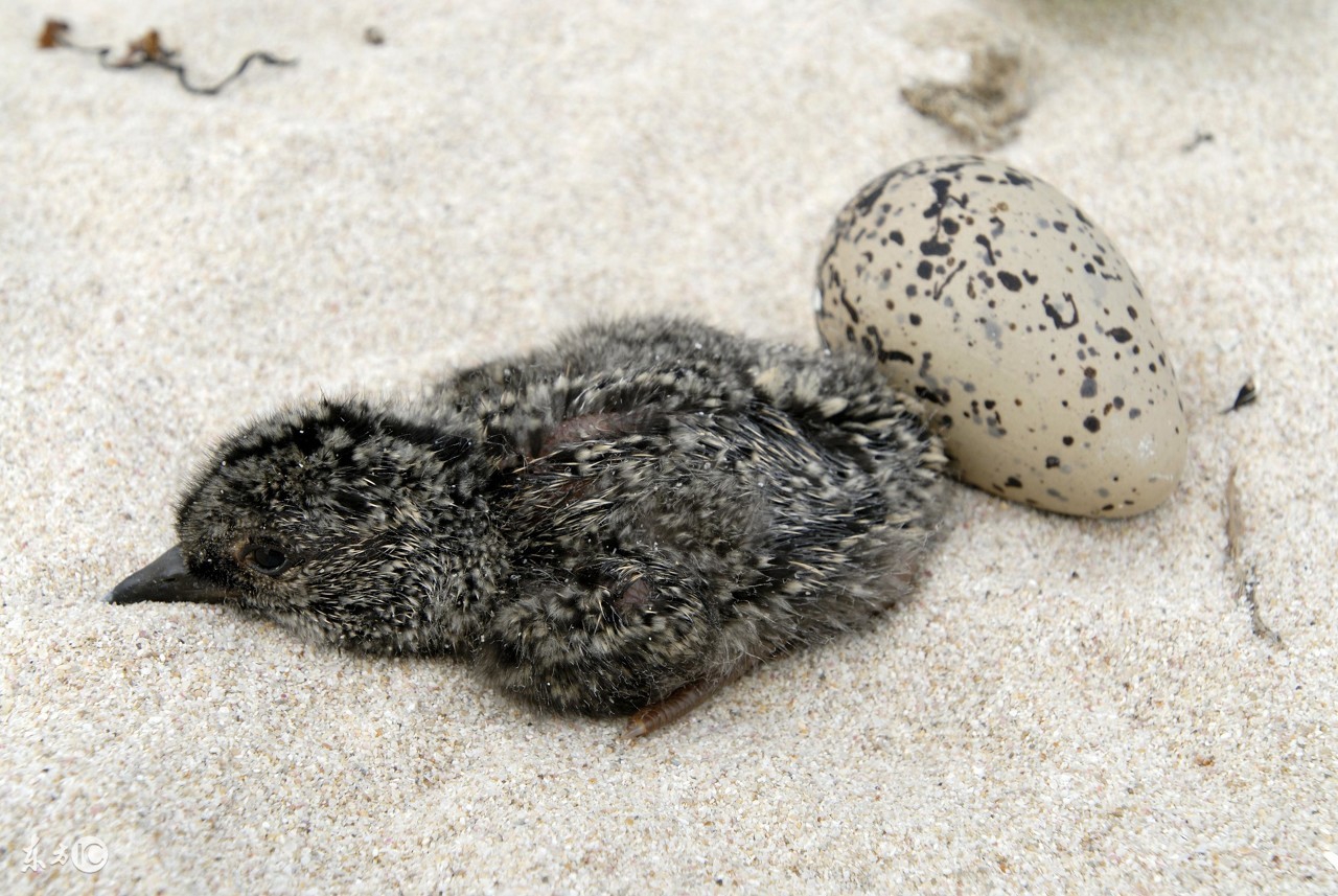 雏鸟喂养技术大全,野鸽子雏鸟怎么喂食