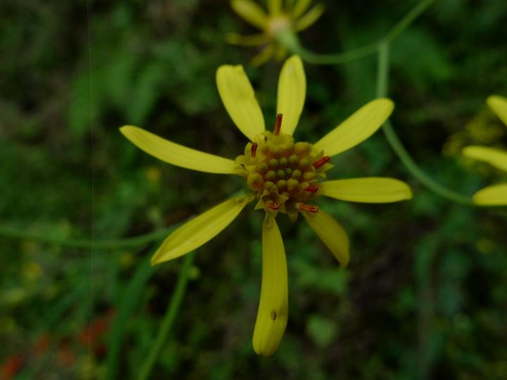 识得千里光一年四季不长疮,识得