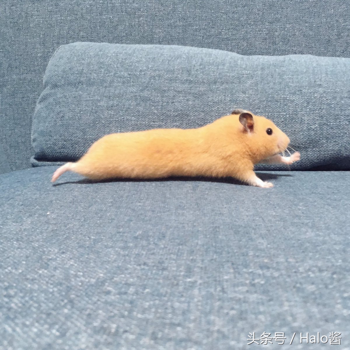 长大的金丝熊有多可爱都萌化了,金丝熊超可爱