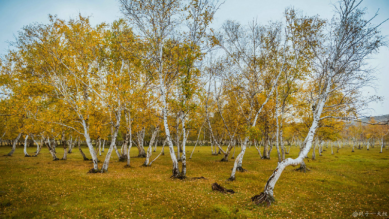草原金秋美景图片,蓝天白云大草原的美图