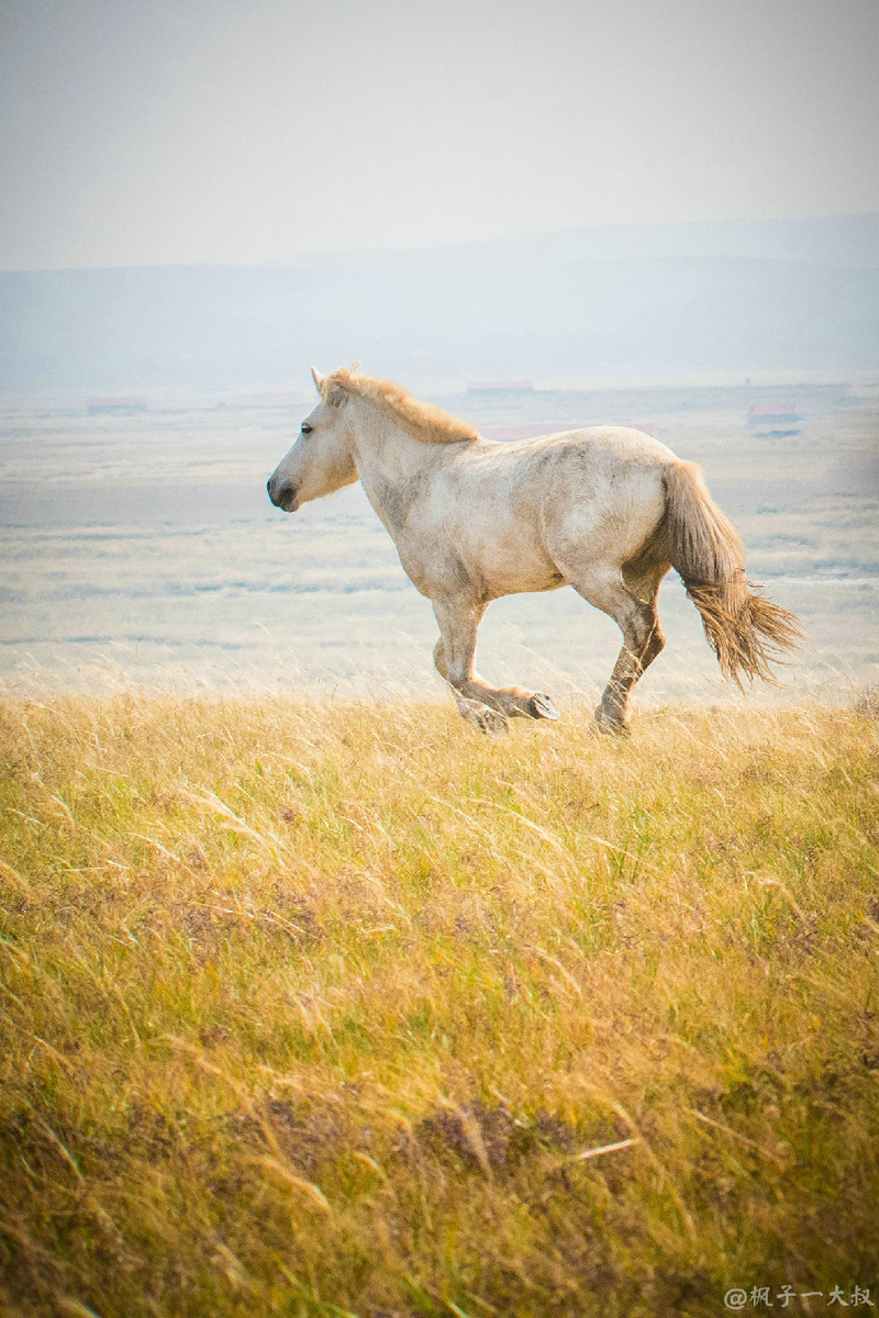 草原金秋美景图片,蓝天白云大草原的美图