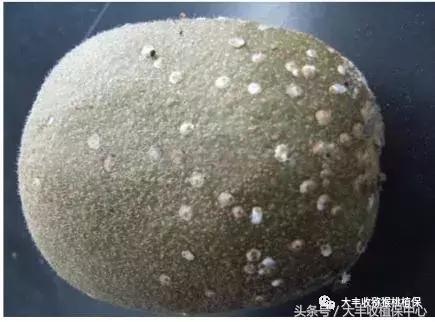 猕猴桃常见虫害图,猕猴桃各种虫害图谱