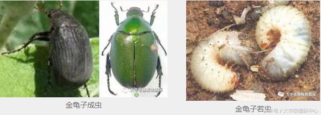 猕猴桃常见虫害图,猕猴桃各种虫害图谱