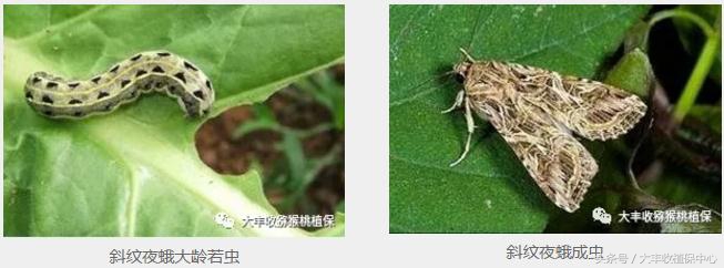 猕猴桃常见虫害图,猕猴桃各种虫害图谱