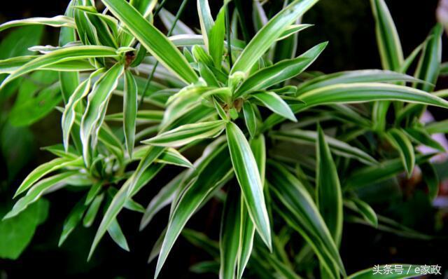 室内甲醛超标植物会枯萎发黄吗,真正有效地去除甲醛的植物有哪些