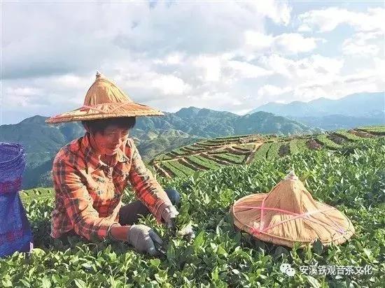 安溪铁观音是春茶好还是秋茶好,安溪铁观音最出名