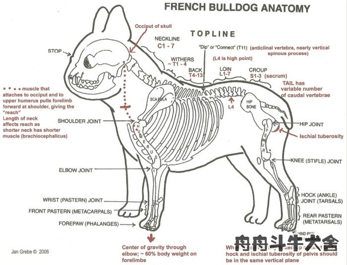 法国斗牛犬产仔后怎么养,法国斗牛犬如何受孕