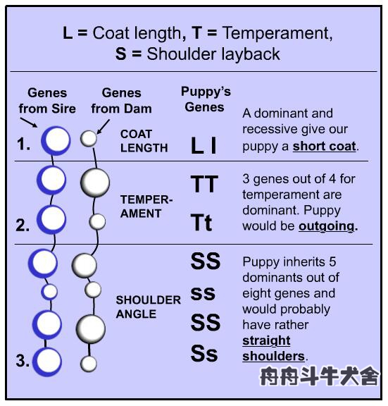 法国斗牛犬产仔后怎么养,法国斗牛犬如何受孕