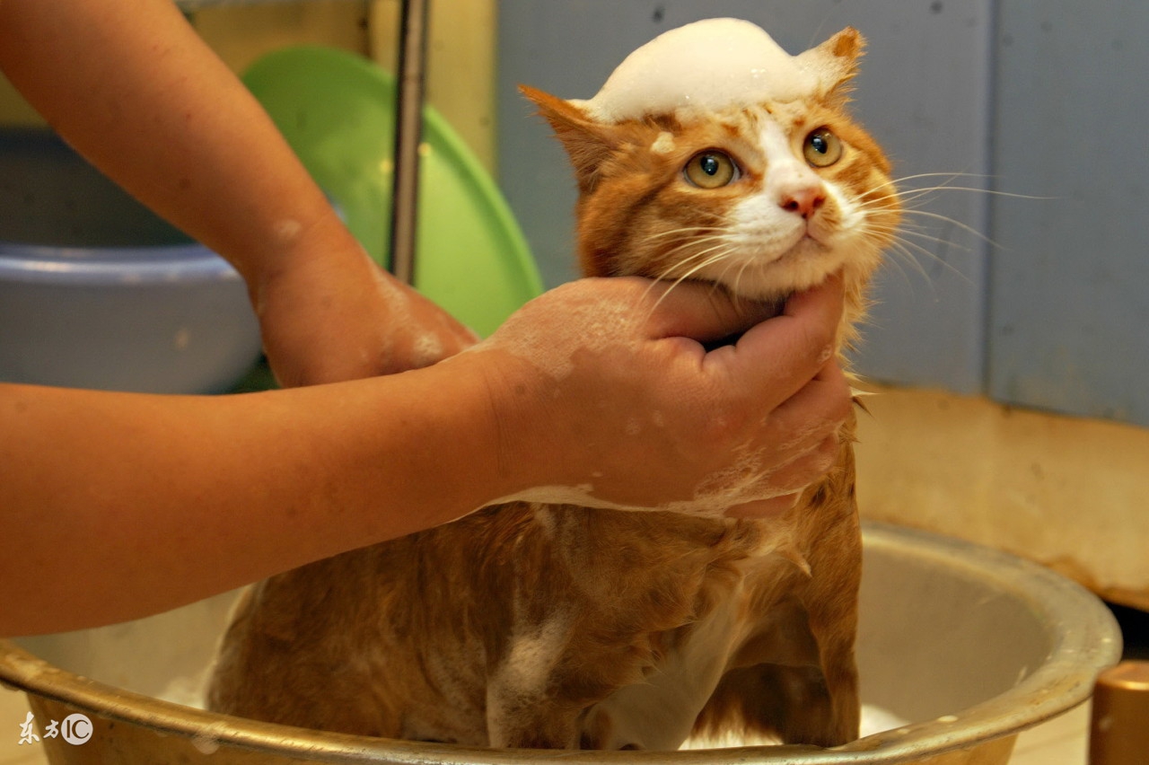 人得了猫癣如何预防猫癣扩散,猫癣在治疗的过程中传染吗