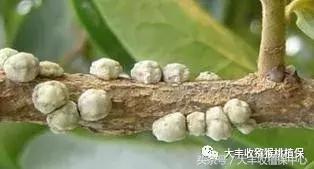 猕猴桃常见虫害图,猕猴桃各种虫害图谱