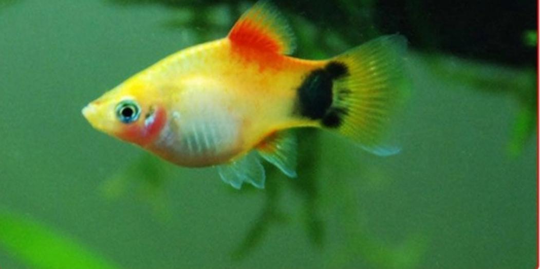 观赏鱼月光美人,热带发财鱼观赏鱼