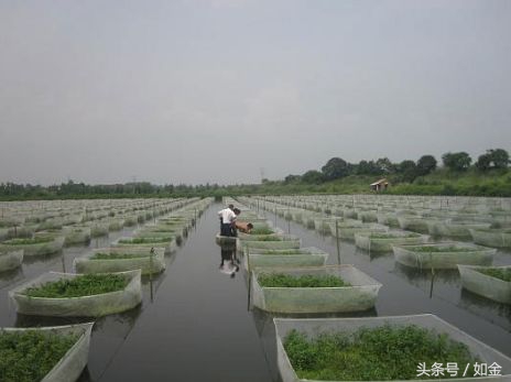 泥鳅养殖利润和成本怎么算,大棚养泥鳅成本多少钱