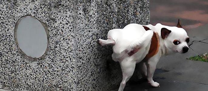 了解狗狗营养,了解狗狗的日常生活用英文怎么说