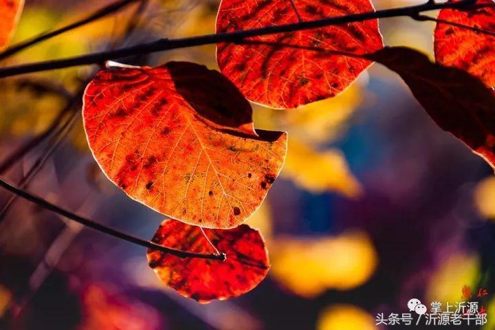 大美沂源,大美沂源历山