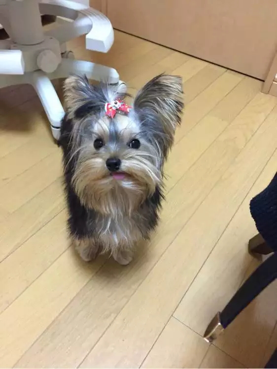 约克夏是梗狗吗,约克夏为什么叫梗