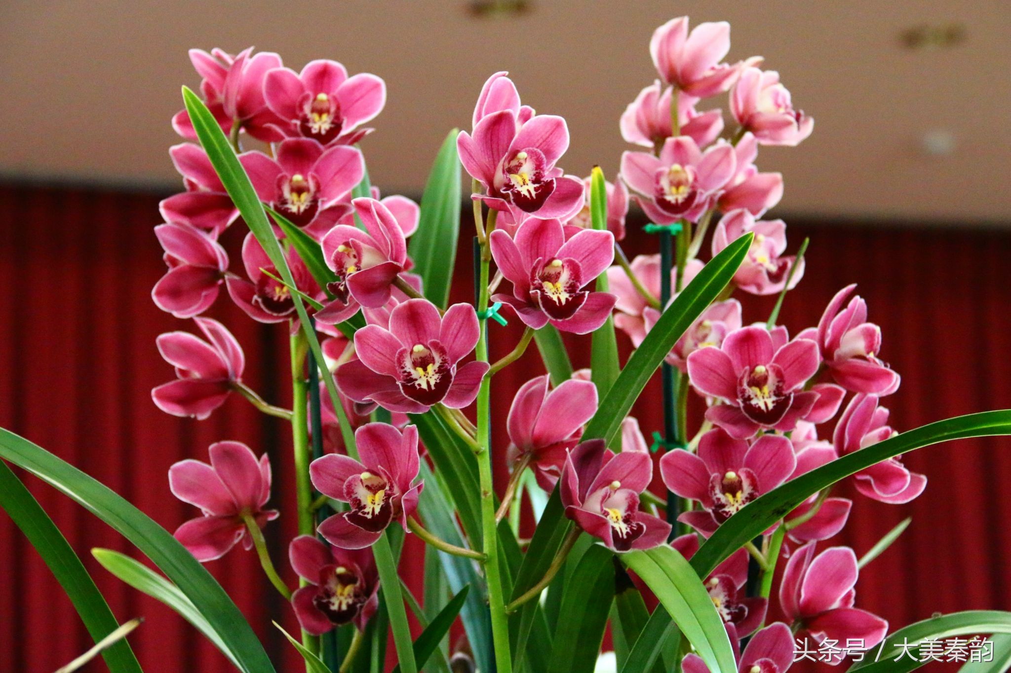 全国各地市花大全,各地市花是什么花