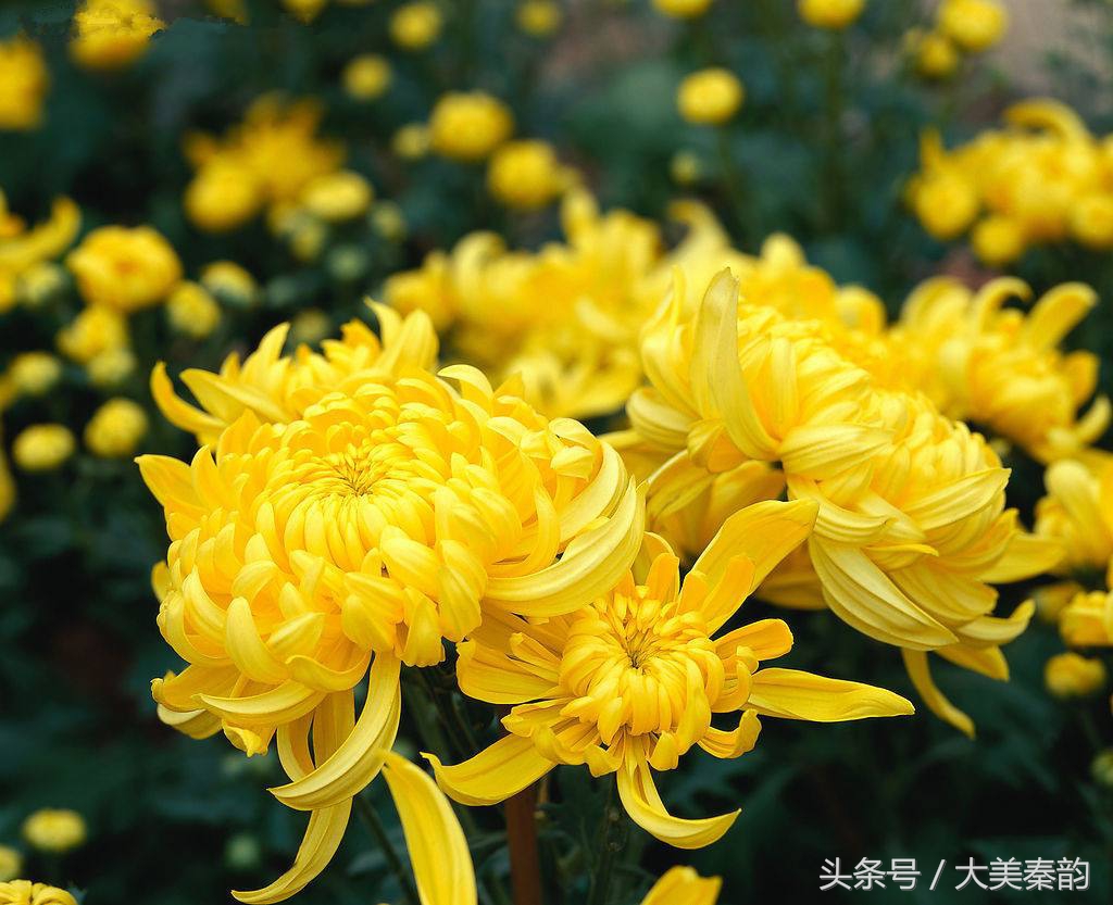 全国各地市花大全,各地市花是什么花