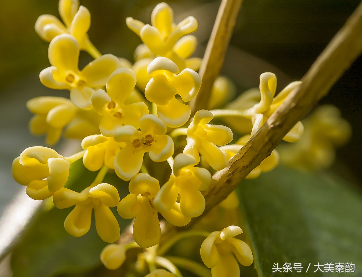 全国各地市花大全,各地市花是什么花