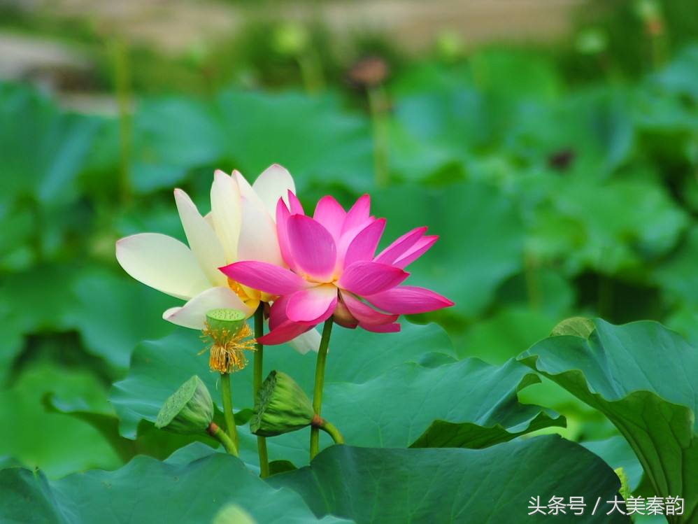 全国各地市花大全,各地市花是什么花