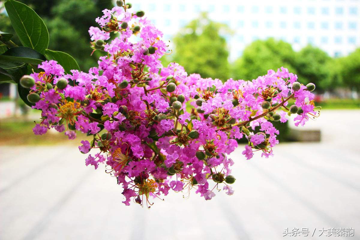 全国各地市花大全,各地市花是什么花