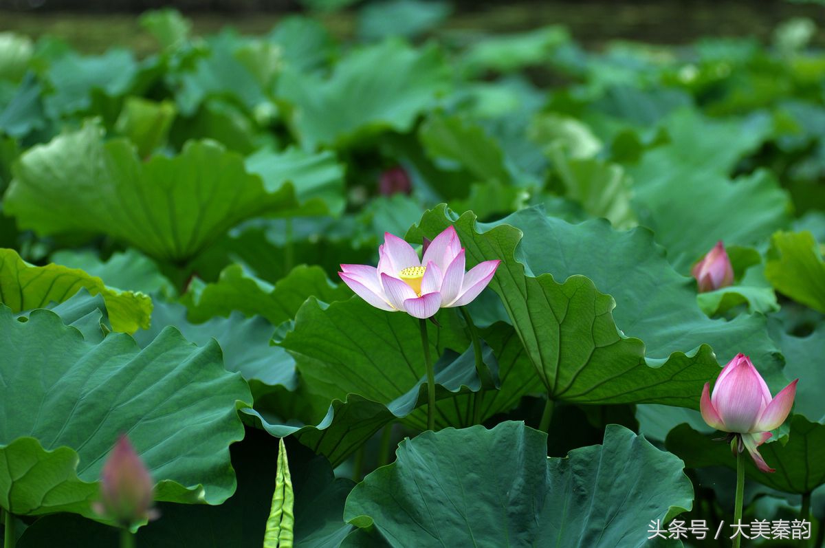 全国各地市花大全,各地市花是什么花