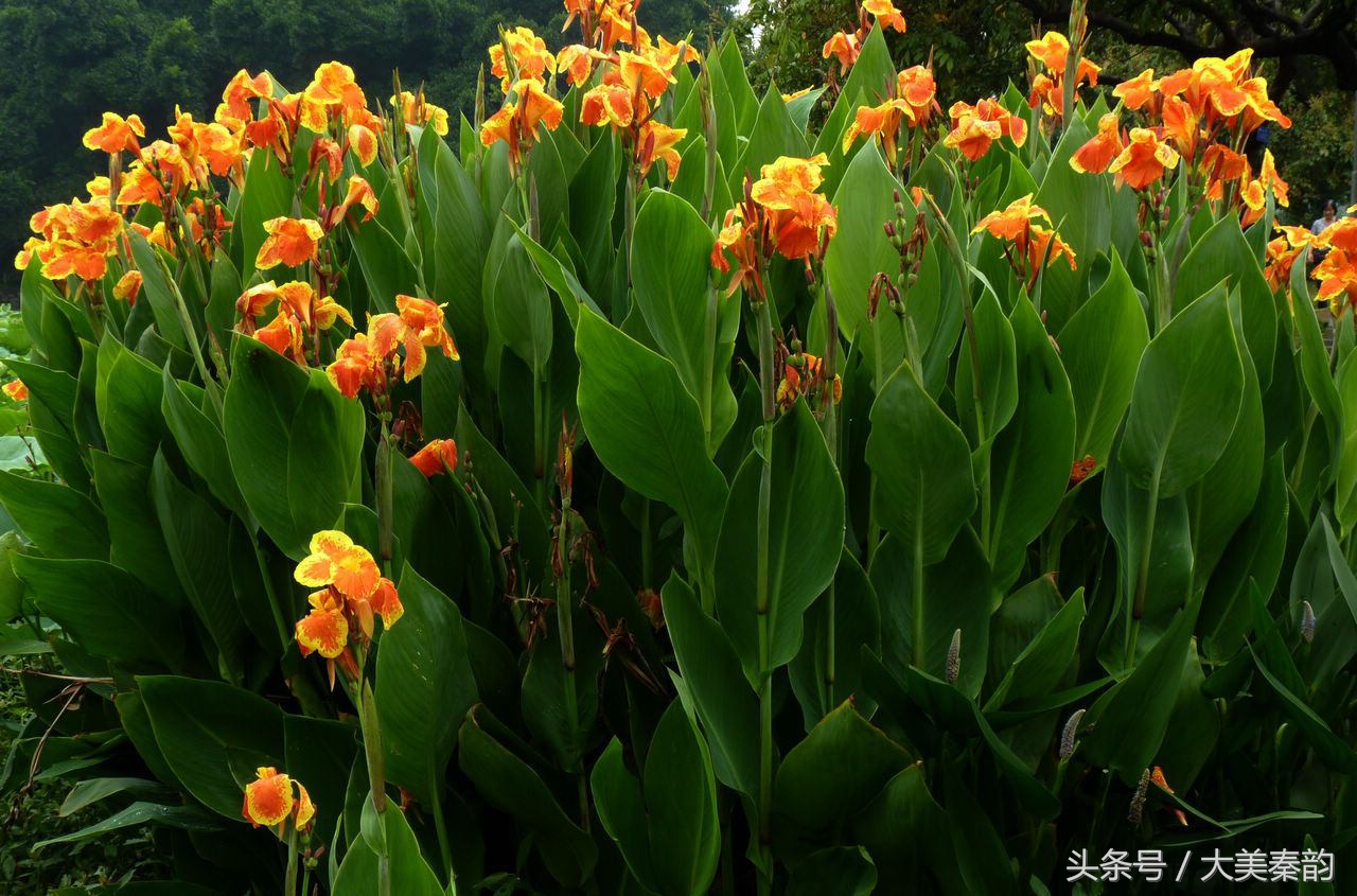 全国各地市花大全,各地市花是什么花