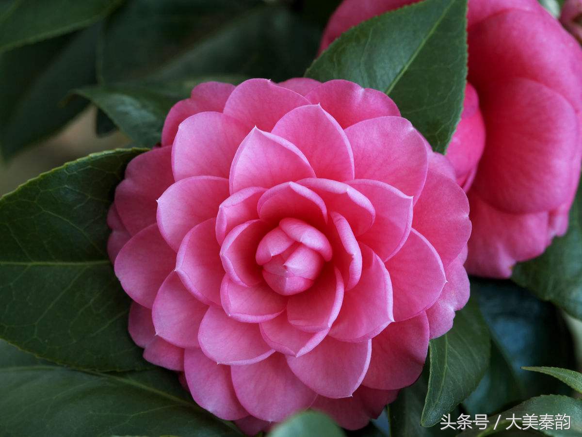 全国各地市花大全,各地市花是什么花