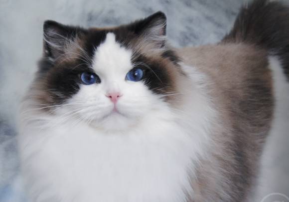 吸猫大赛第一名,吸猫大赛白喵